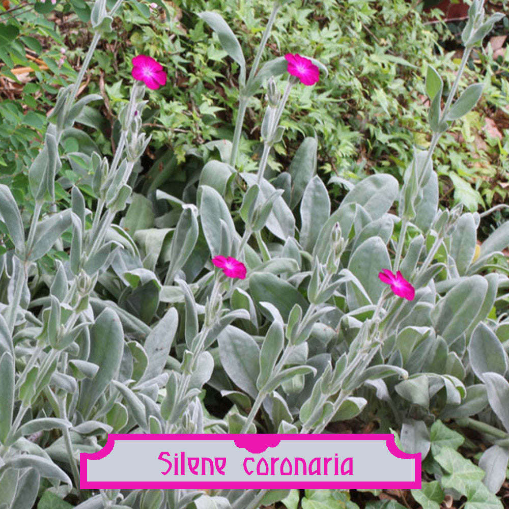 Silene coronaria