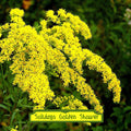 Solidago Golden Shower