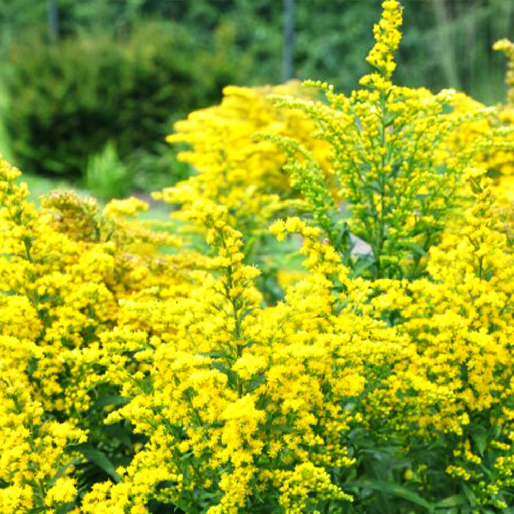 Solidago 'Golden Shower' displays bright yellow blooms in full flower, attracting pollinators among lush green foliage with more plants softly blurred in the background.