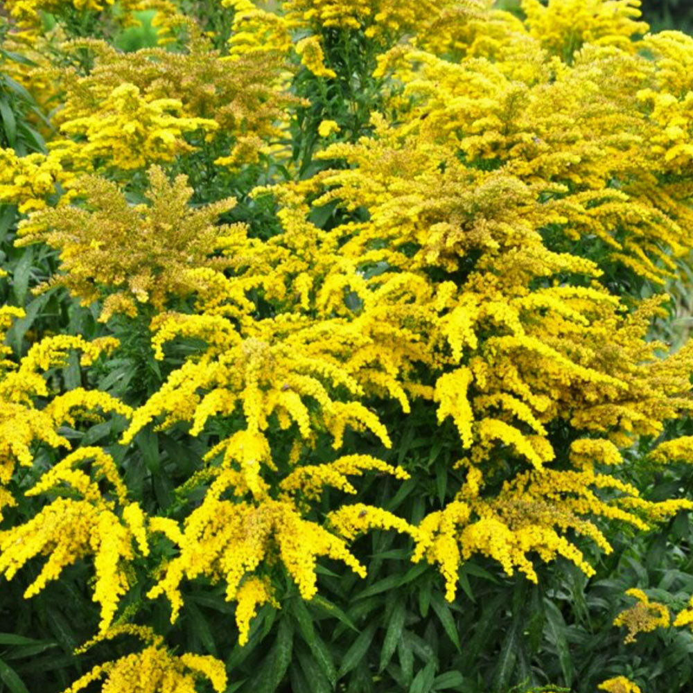 Solidago 'Golden Shower' features bright yellow blooms in dense clusters on green stems. This vibrant pollinator plant stands out beautifully against surrounding foliage, making it a striking addition to any outdoor space.