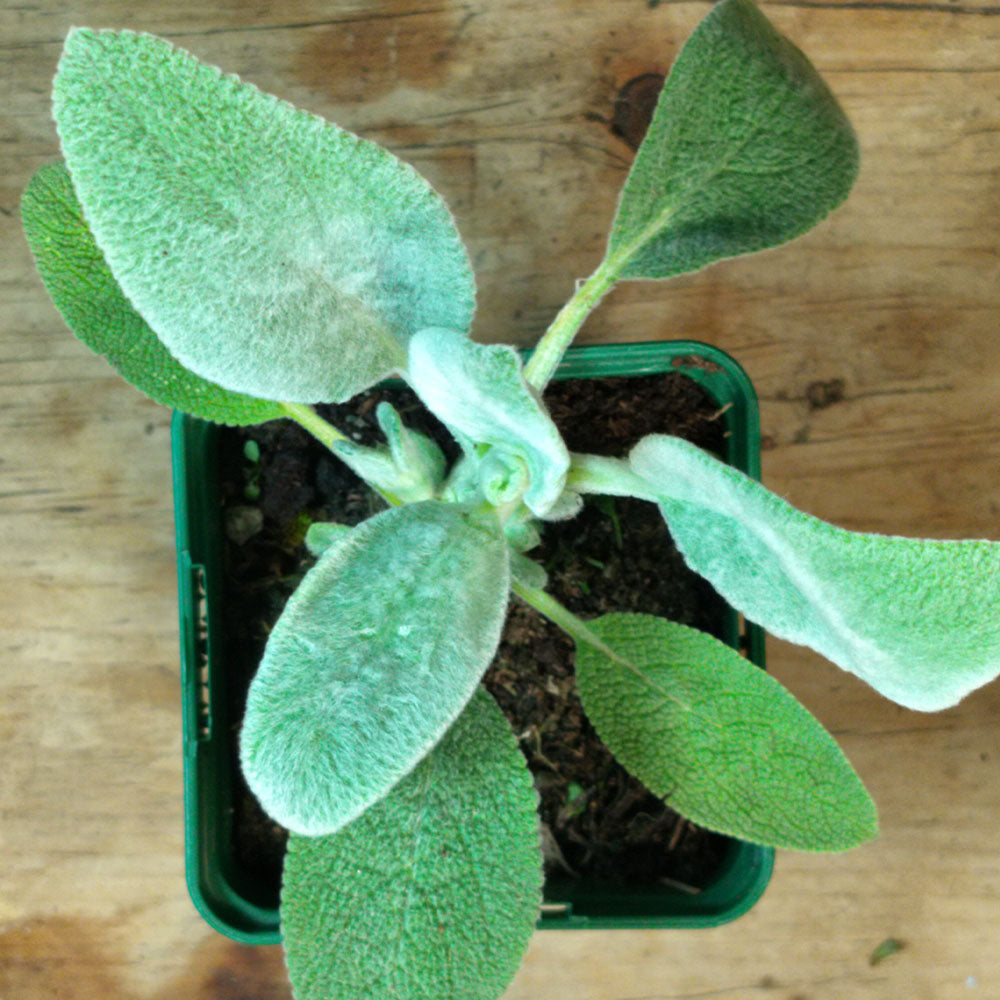 Stachys byzantina 