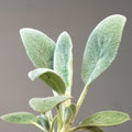 Stachys byzantina 