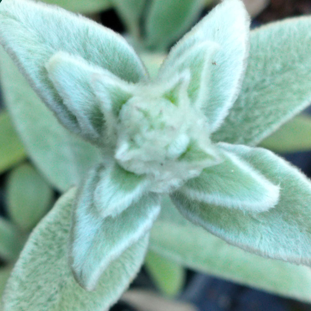 Stachys byzantina 