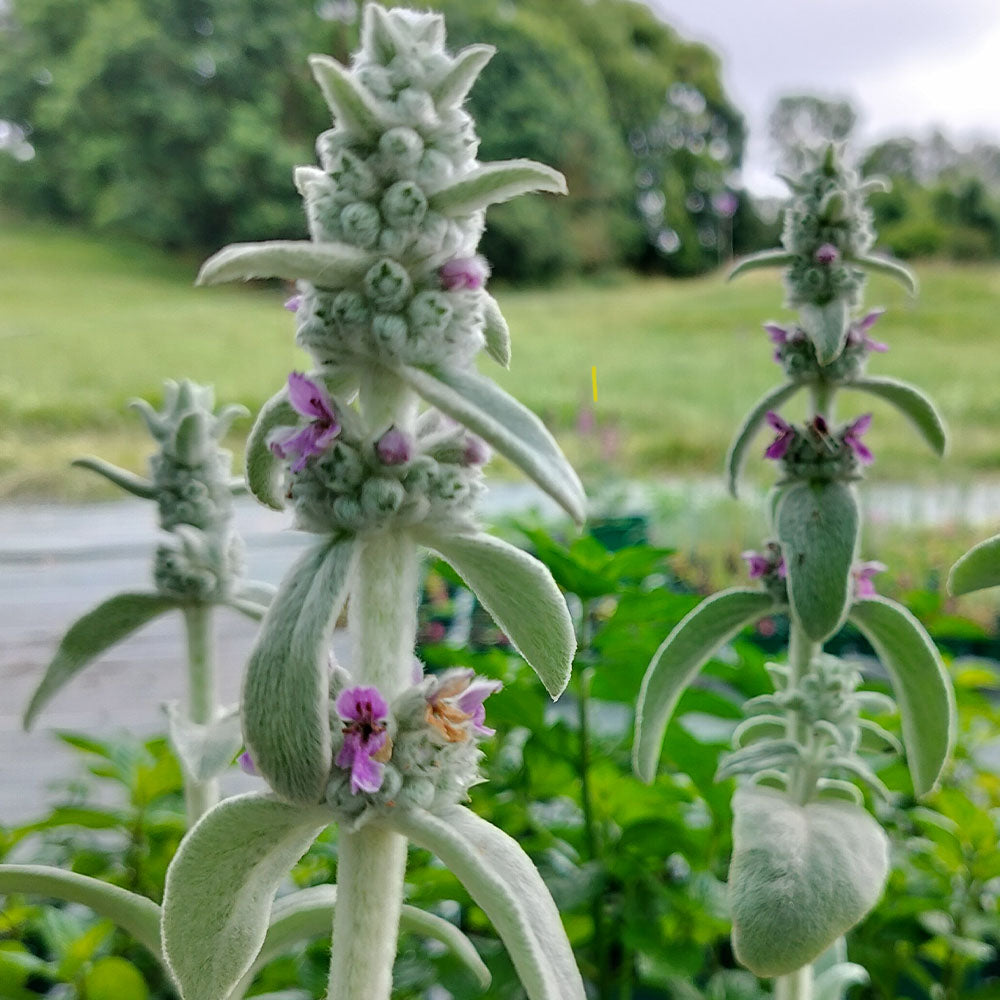 Stachys byzantina 
