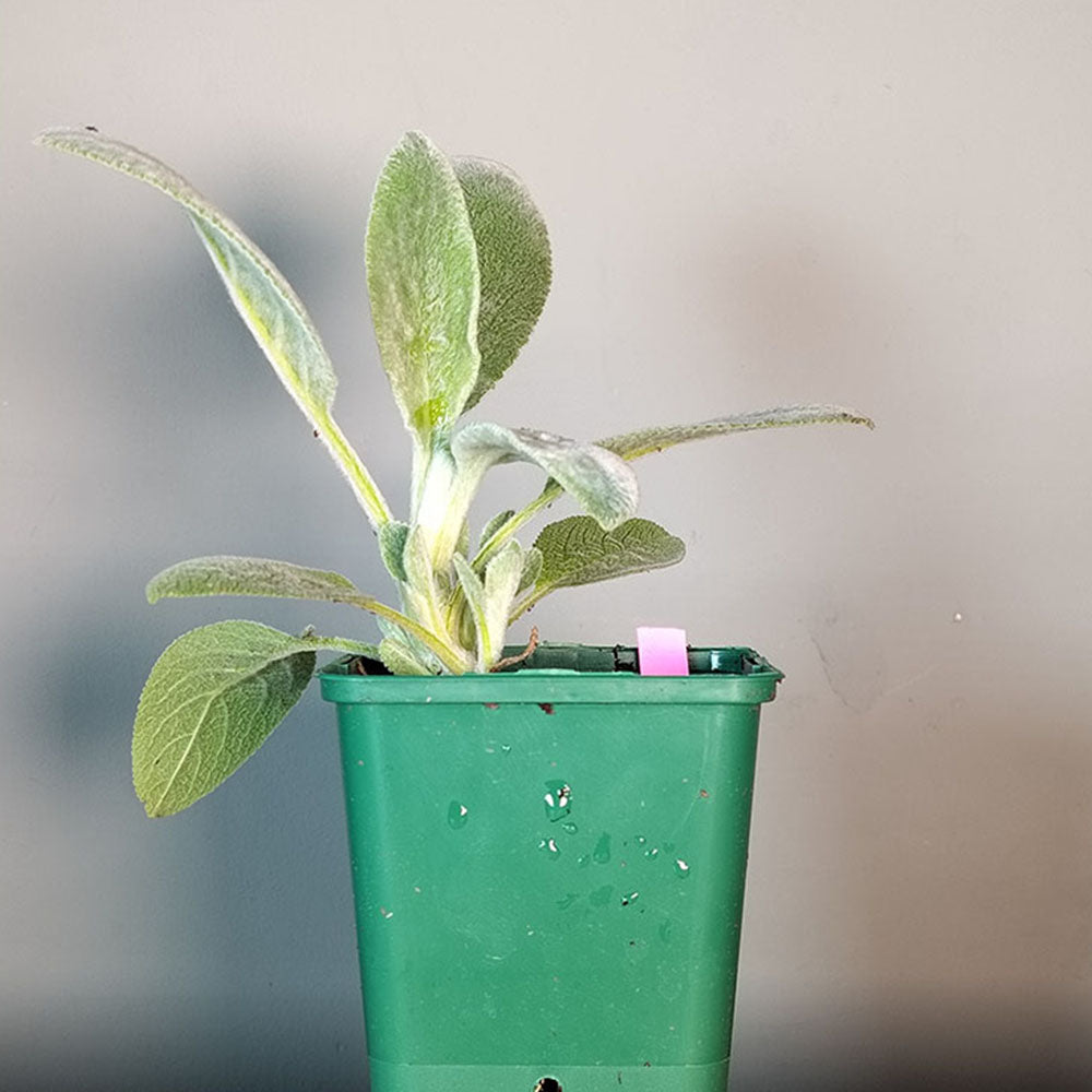 Stachys byzantina 