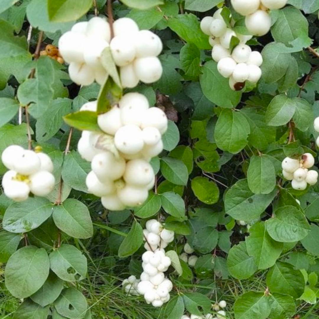 Symphoricarpos albus
