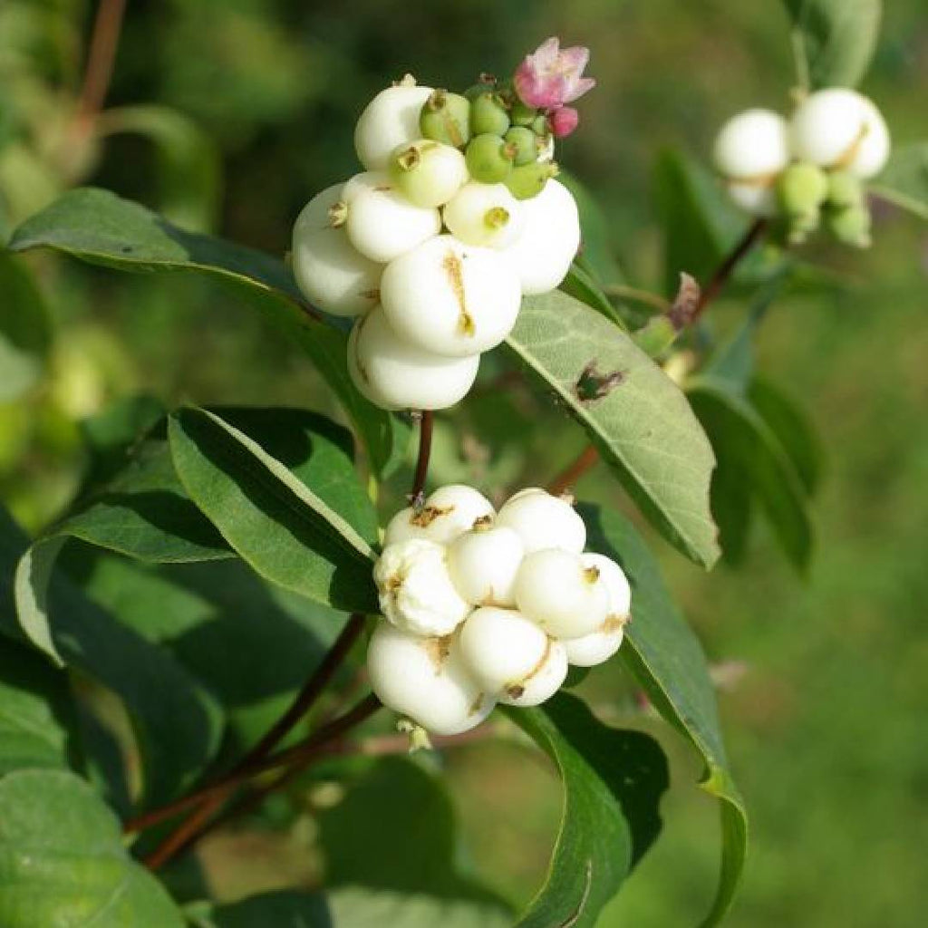 Symphoricarpos albus