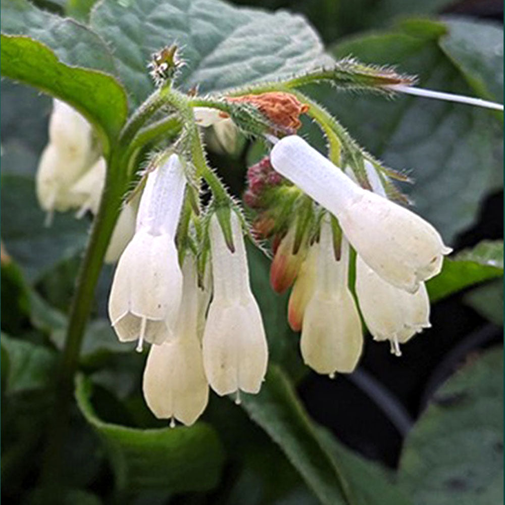 Symphytum ibericum