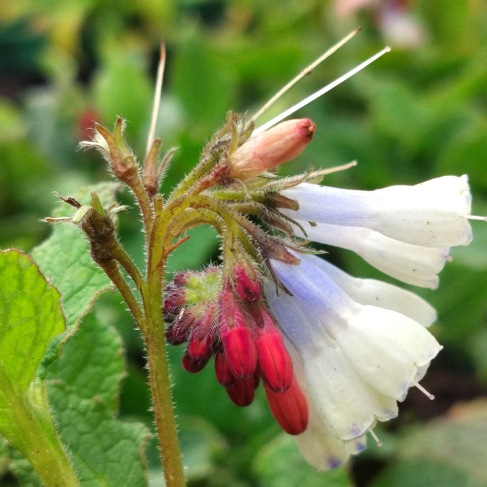 Symphytum ibericum