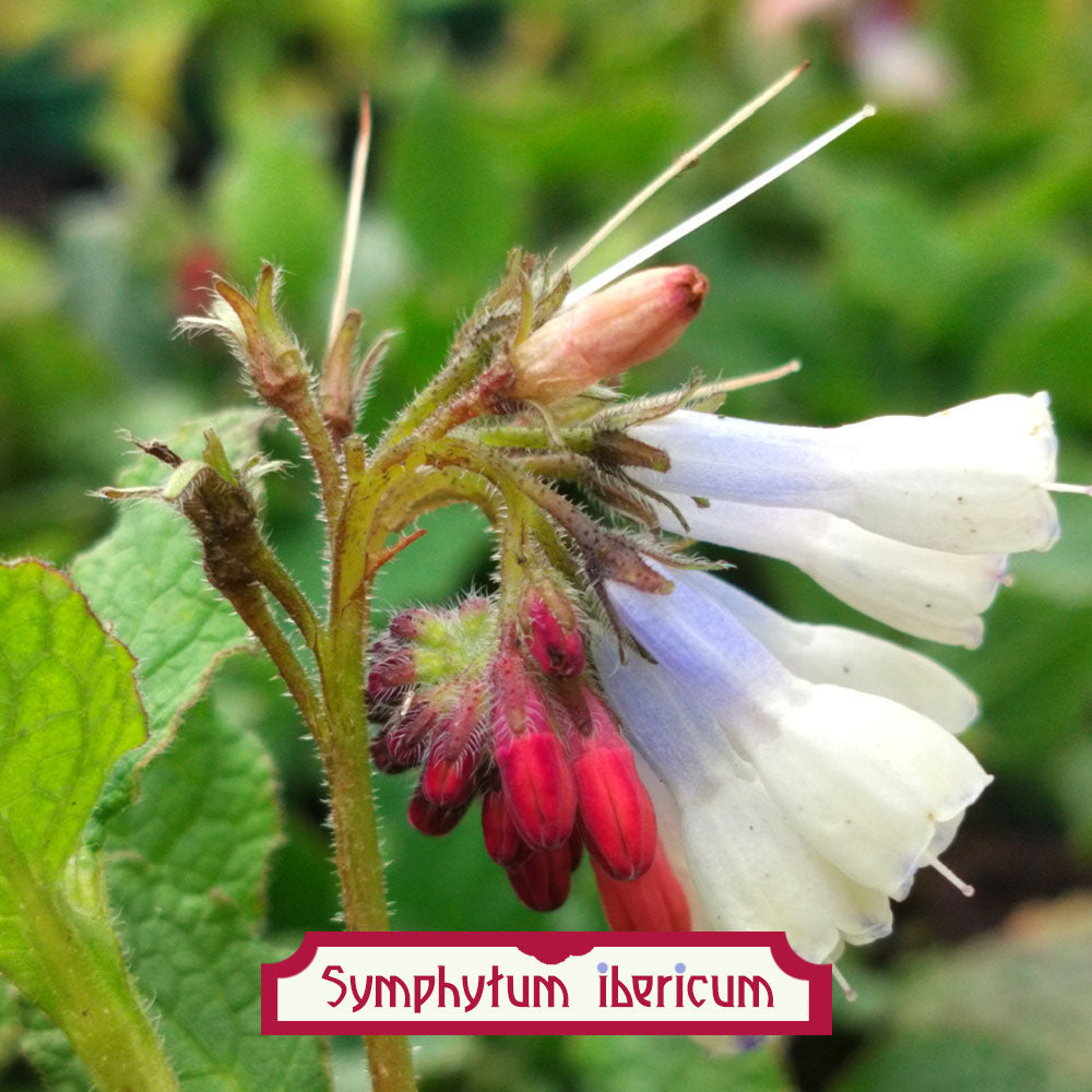 Symphytum ibericum