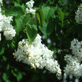 Syringa vulgaris Alba