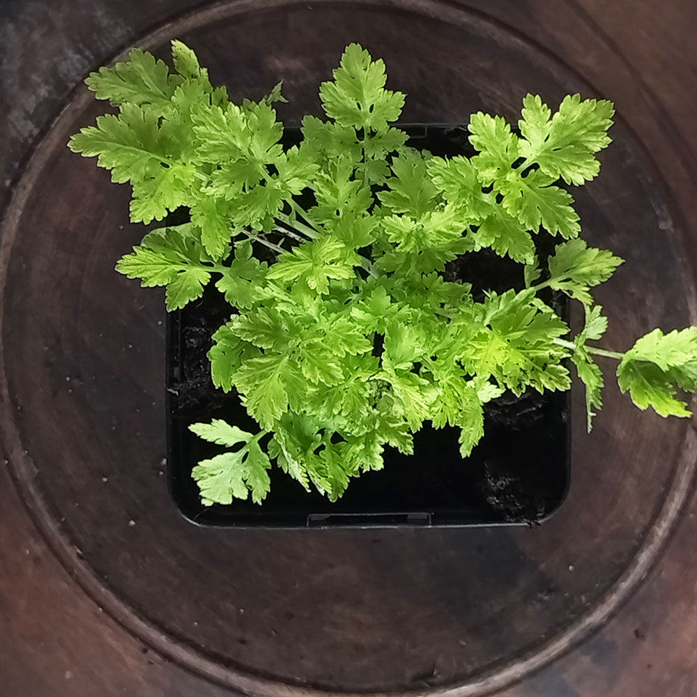 Tanacetum parthenium Aureum 