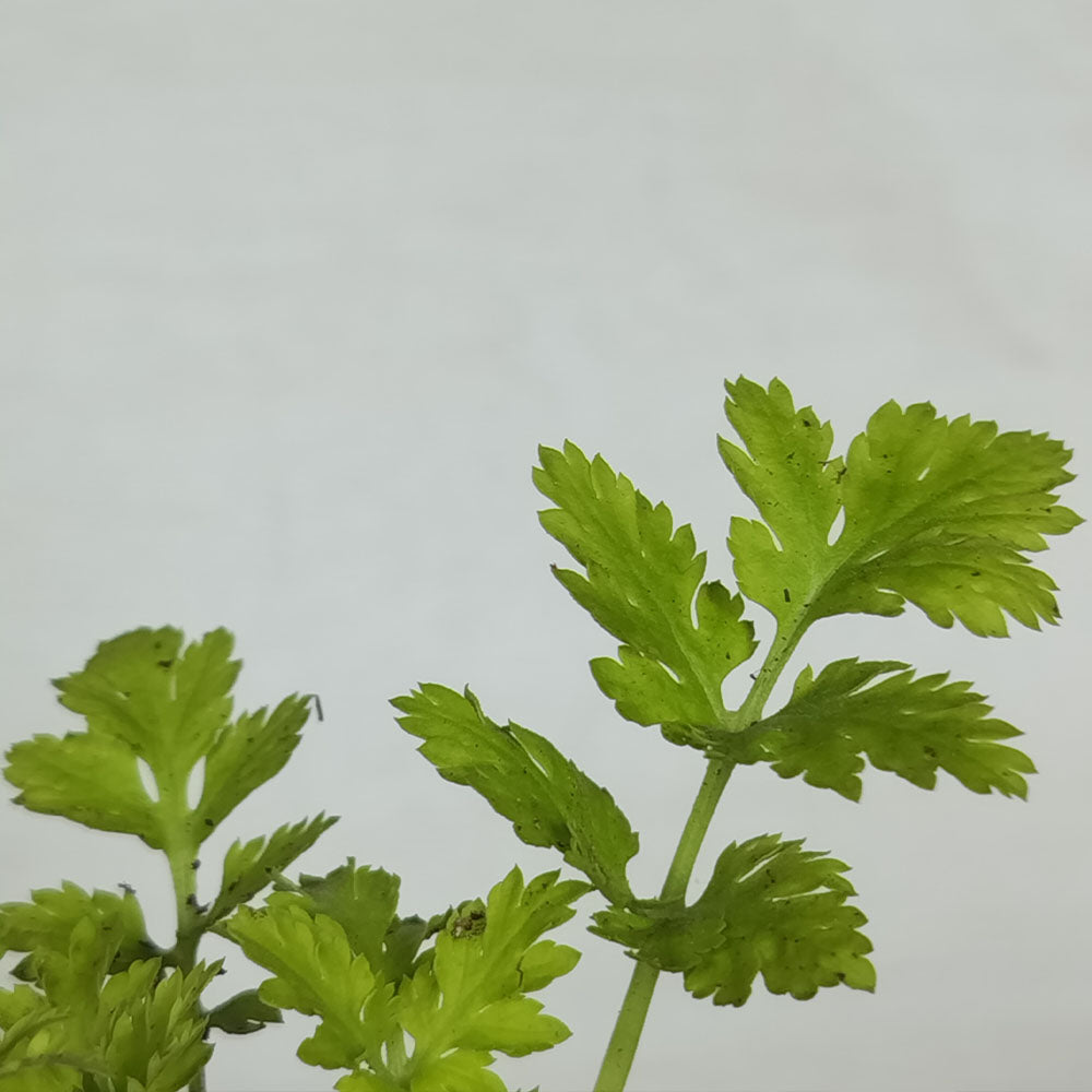 Tanacetum parthenium Aureum 