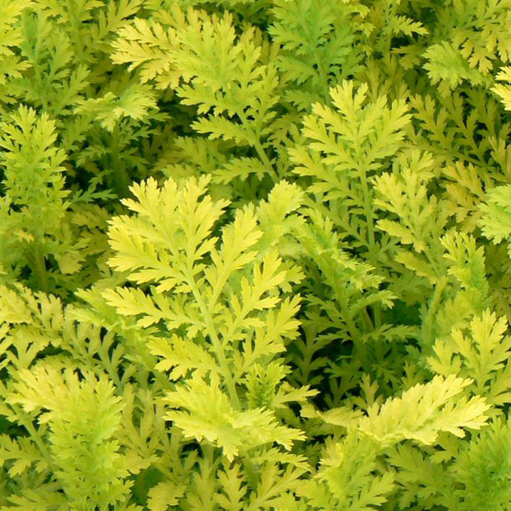 Tanacetum vulgare Isla Gold