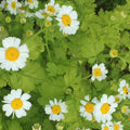 Tanacetum parthenium Aureum
