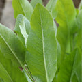 Tanacetum balsamita