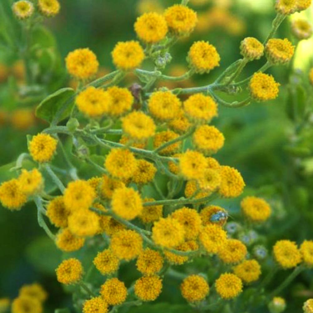 Tanacetum balsamita 
