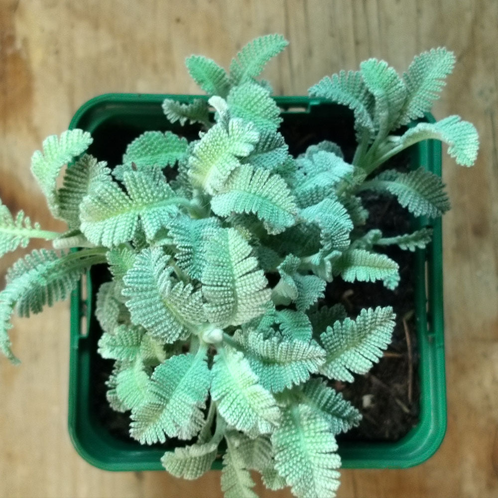 A top-down view of Tanacetum densum subsp amani, featuring pale green, textured, deeply lobed silvery foliage in a square green pot on a wooden surface.