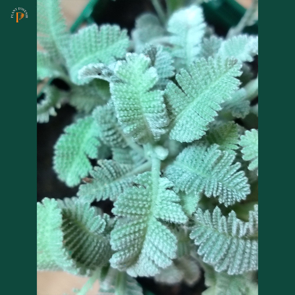 Close-up of Tanacetum densum subsp amani with green, silvery, fuzzy, deeply ridged leaves viewed from above. The blurred background enhances the leaf patterns. A small circular logo appears in the top left corner.