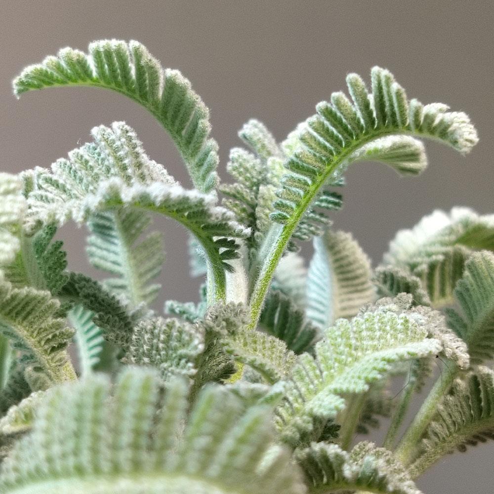 Tanacetum densum subsp amani