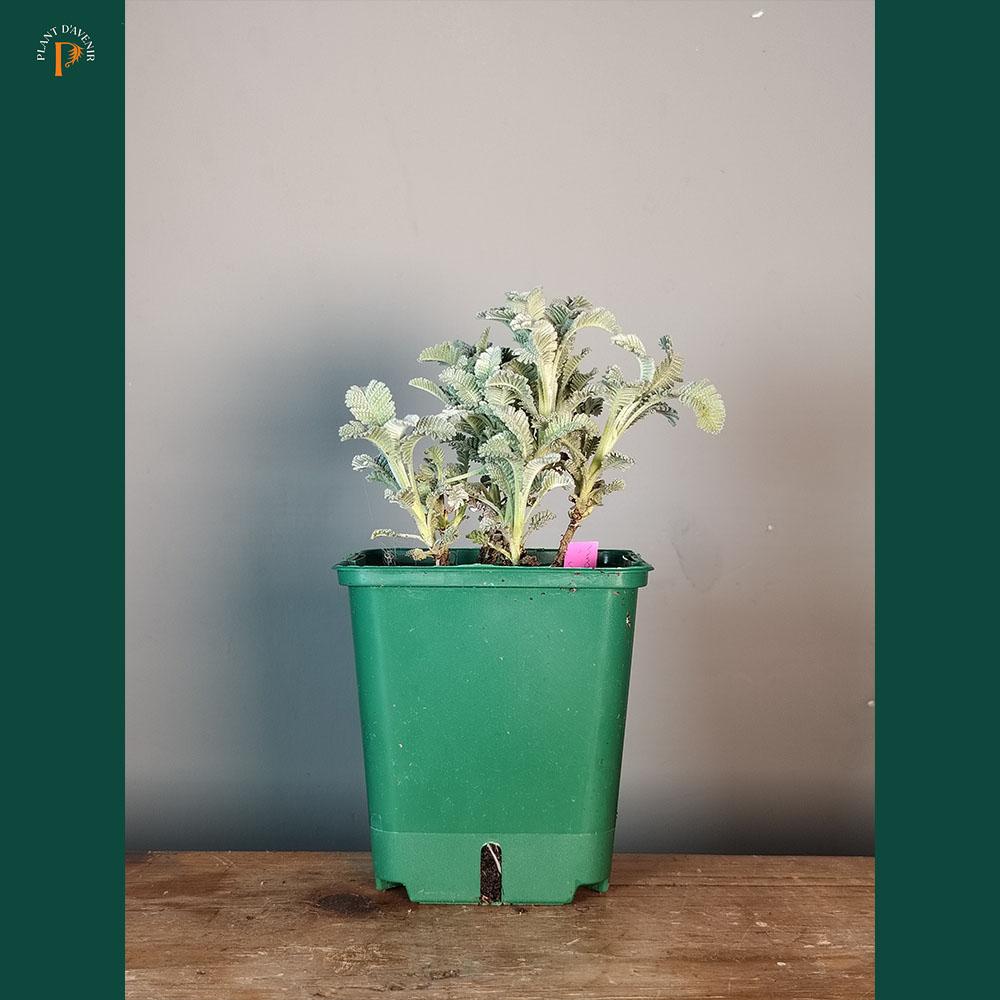 A Tanacetum densum subsp. amani with pale green, serrated, silvery foliage grows in a green plastic pot set on a wooden surface, displayed against a plain gray background.