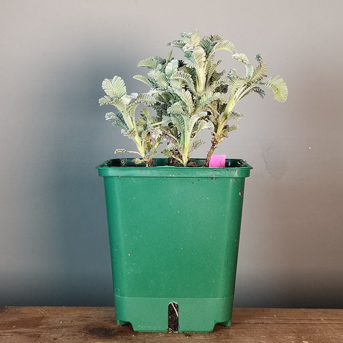 Tanacetum densum subsp. amani 