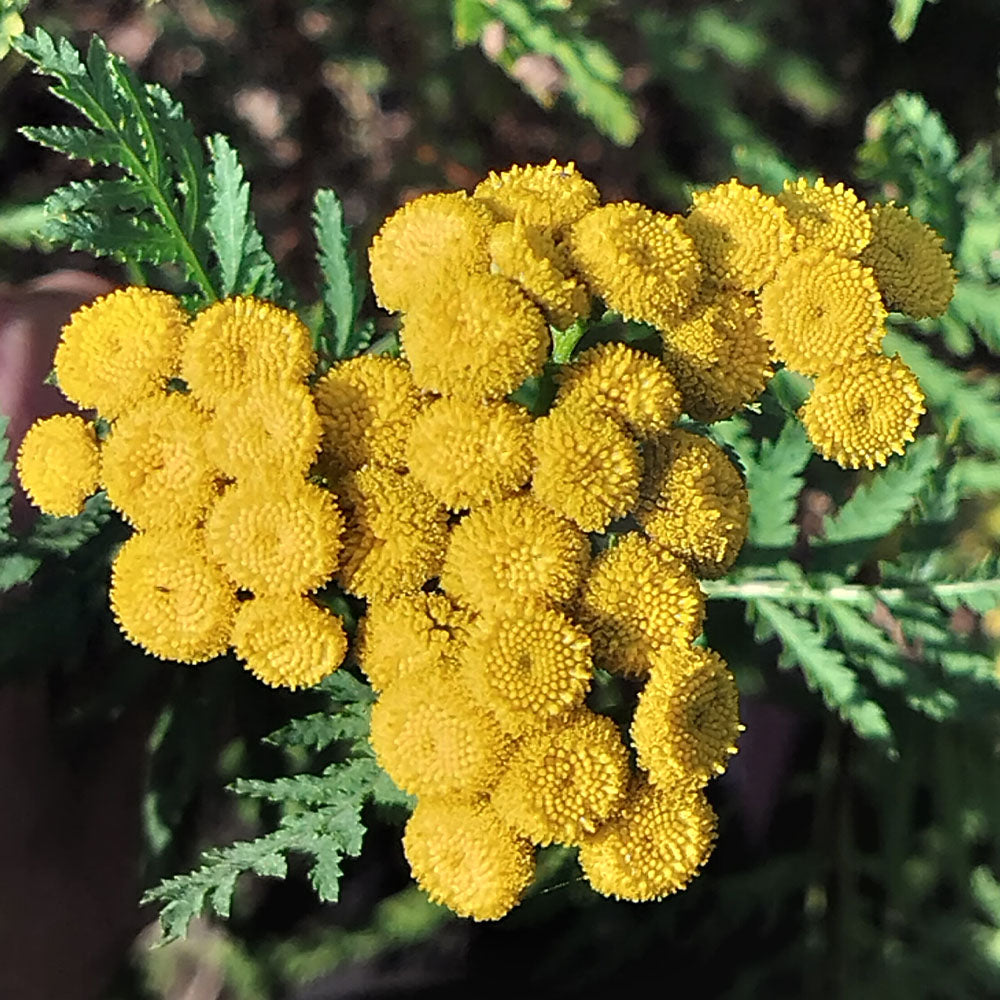 Tanacetum vulgare