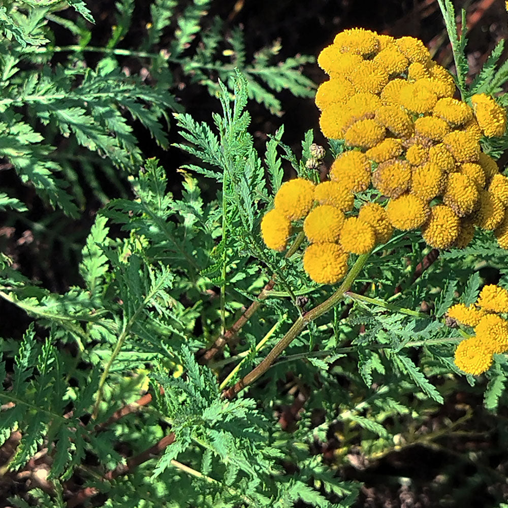 Tanacetum vulgare 