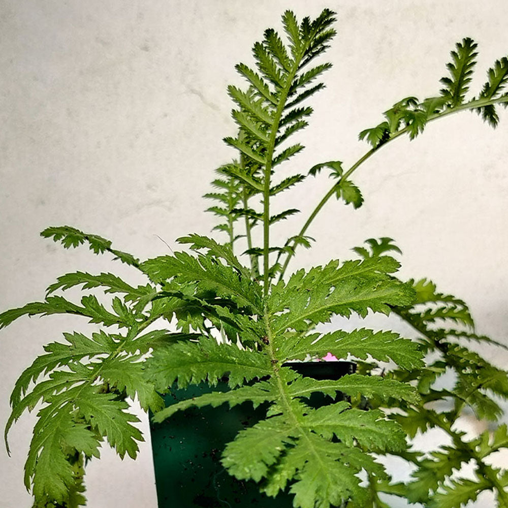 palma imperial planta medicinal Tanacetum vulgare – Tanaisie commune, vivace aromatique et répulsive  naturelle – plant d'Avenir