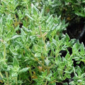 Thymus camphoratus