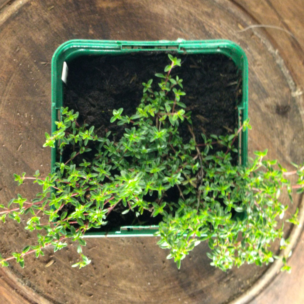Thymus Coccineus - 'Rouge rampant'