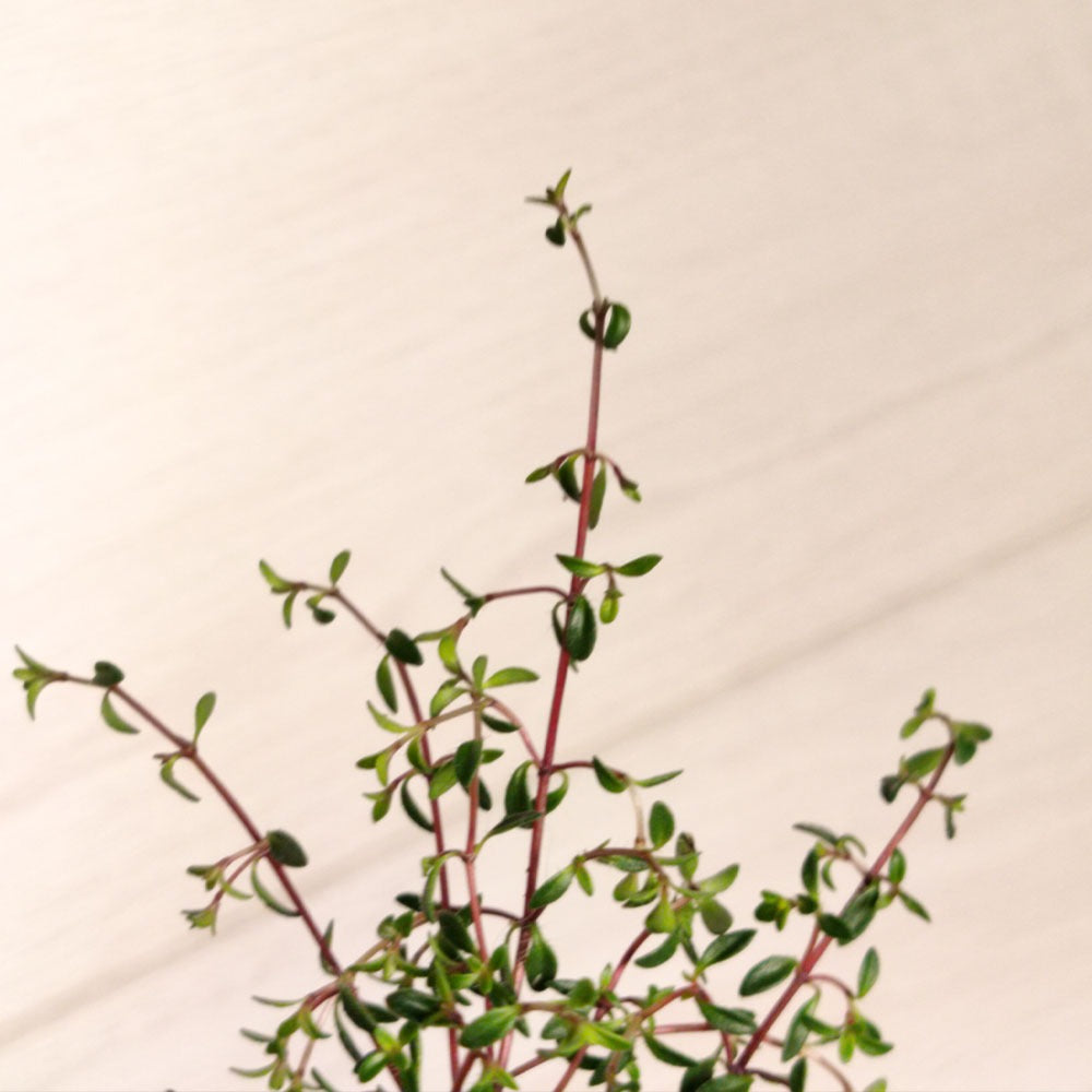 Thymus Coccineus - 'Rouge rampant'