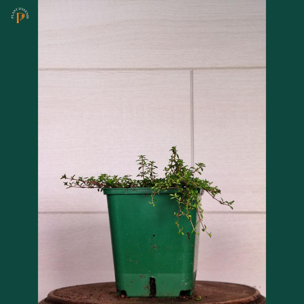 Thymus Coccineus - 'Rouge rampant'