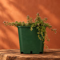 Thymus coccineus ‘Creeping Red’ – Thym rampant rouge couvre-sol