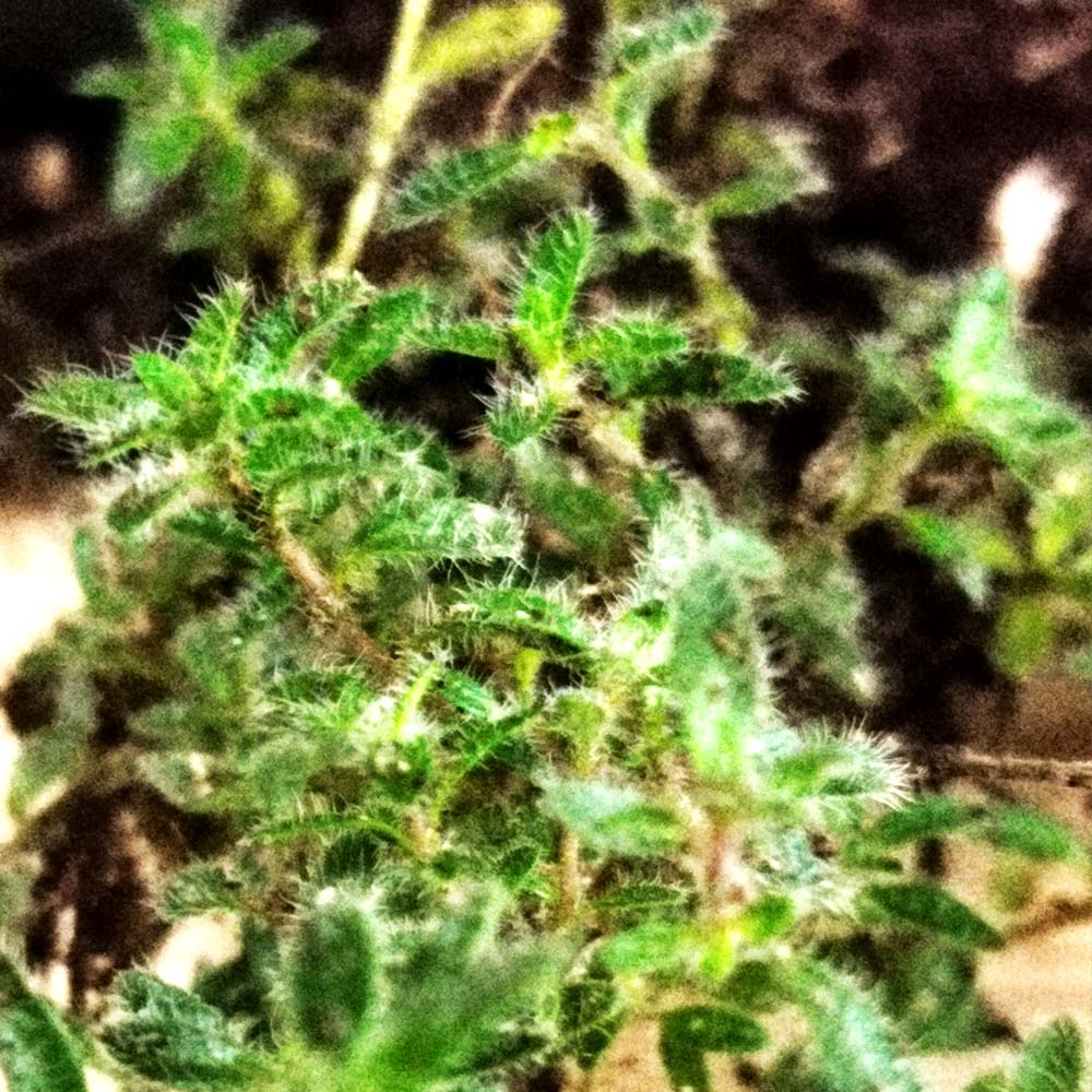 Thymus ‘Duftkissen’ – Thym tapissant parfumé couvre-sol