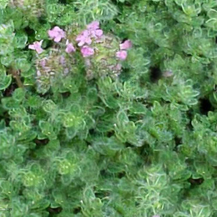 Thymus ‘Duftkissen’ – Thym tapissant parfumé couvre-sol