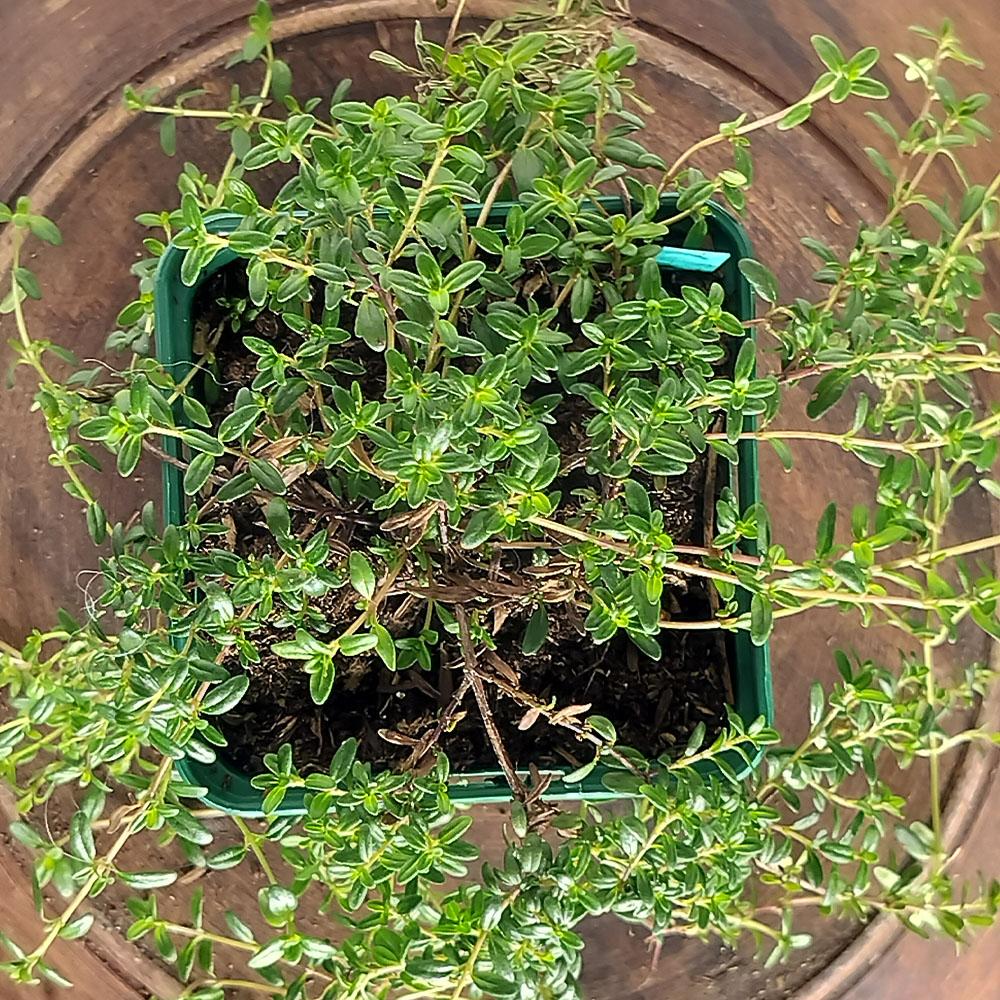 Thymus longicaulis 'Odoratus' 
