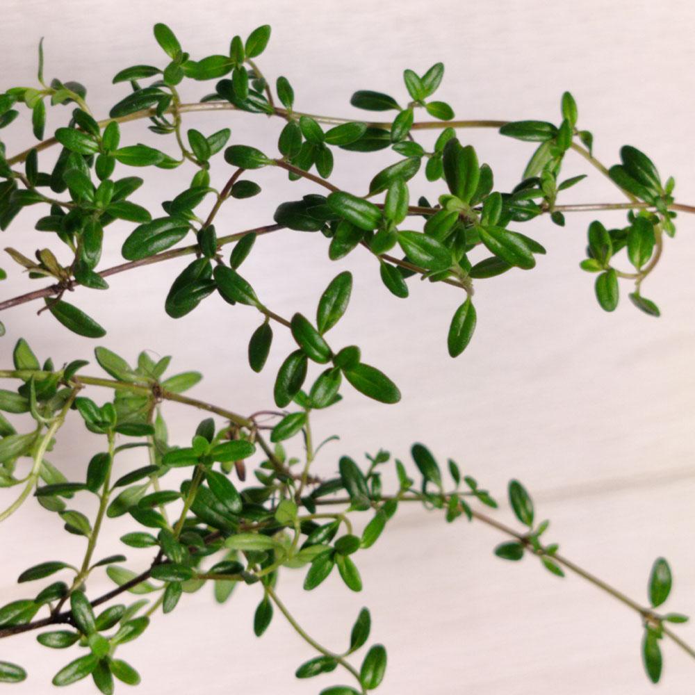 Thymus longicaulis 'Odoratus' 