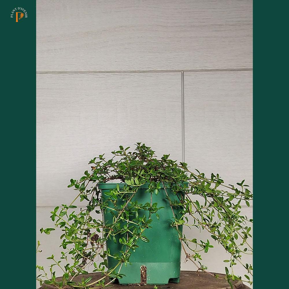 Thymus longicaulis 'Odoratus' 