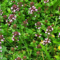 Thymus pulegioides