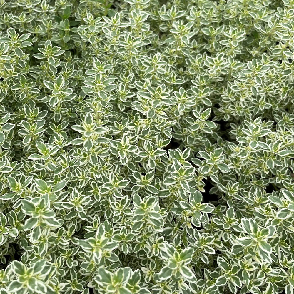Thymus Sparkling Bright