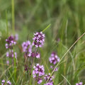 Thymus serpyllum - Thym serpolet