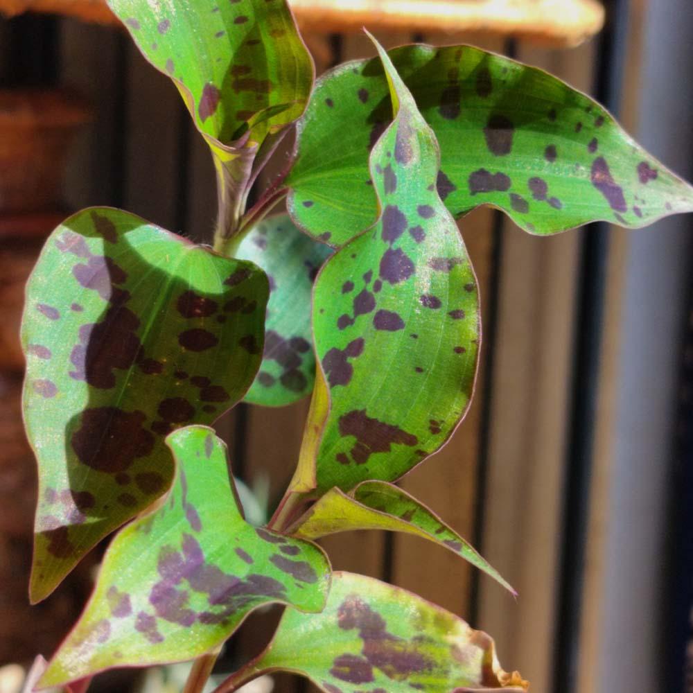 Tinantia pringlei 'Variegata'