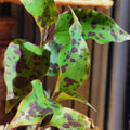 Tinantia pringlei 'Variegata'