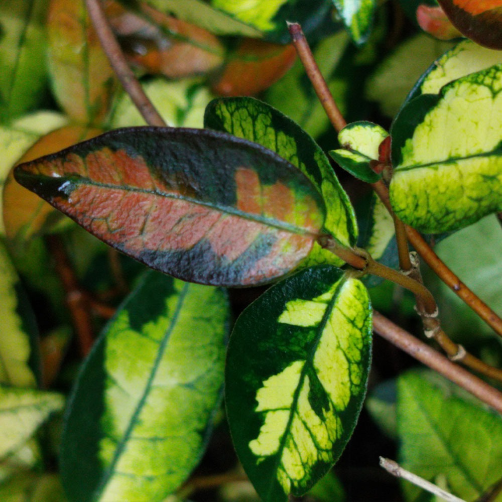 Trachelospermum asiaticum 'Ogon Nishiki' 