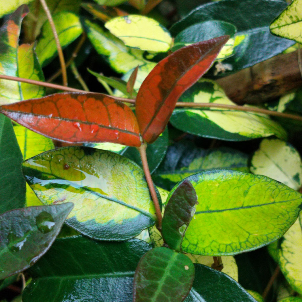 Trachelospermum asiaticum 'Ogon Nishiki' 