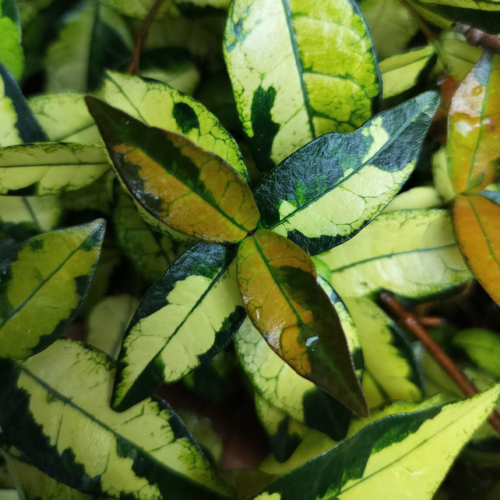 Trachelospermum asiaticum 'Ogon Nishiki' 