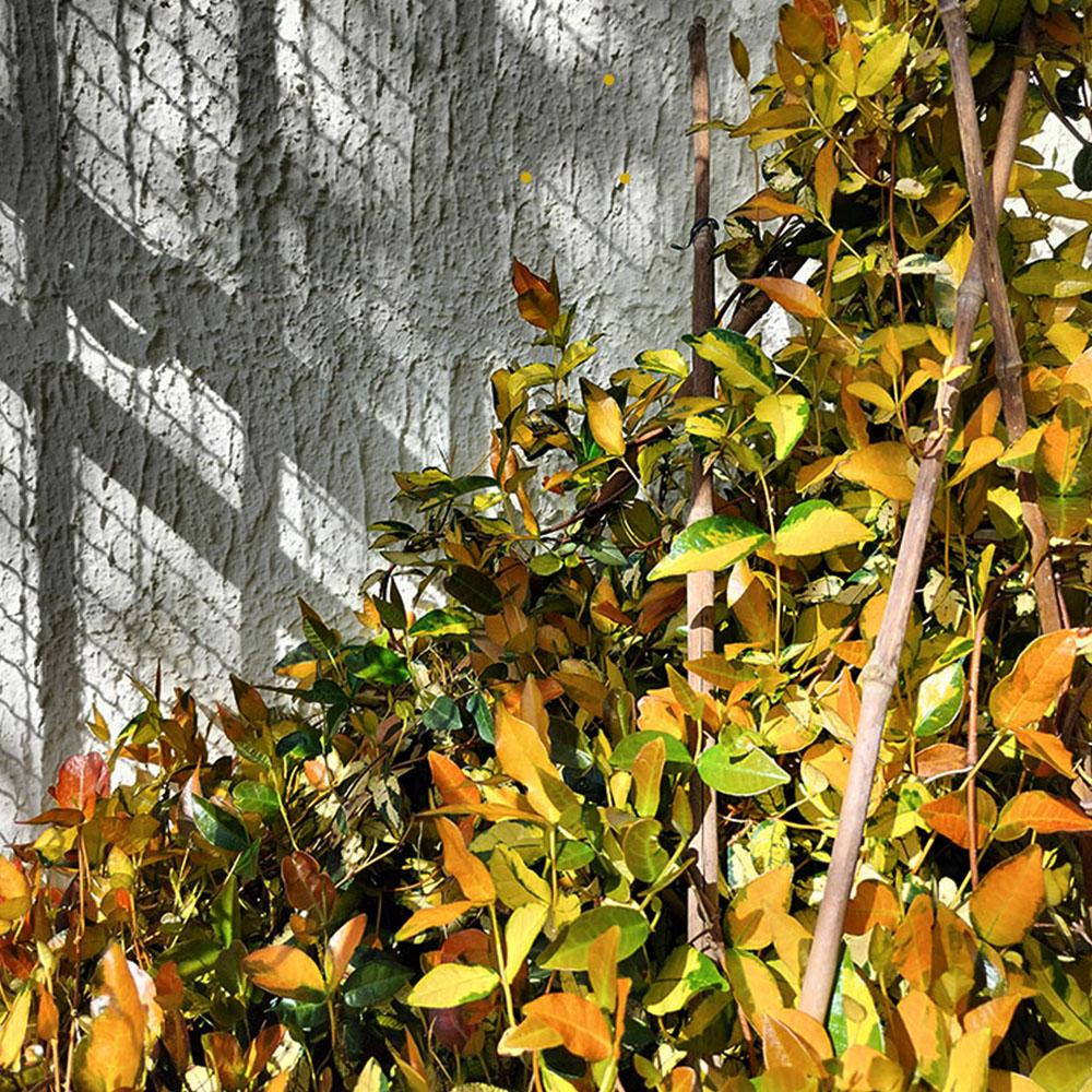 Trachelospermum asiaticum 'Ogon Nishiki'