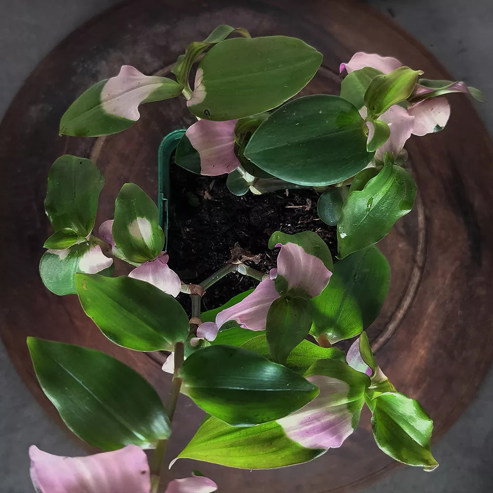 A Tradescantia Blushing Bride with broad green leaves and pink-white variegation is displayed from above, sitting on a round wooden surface.