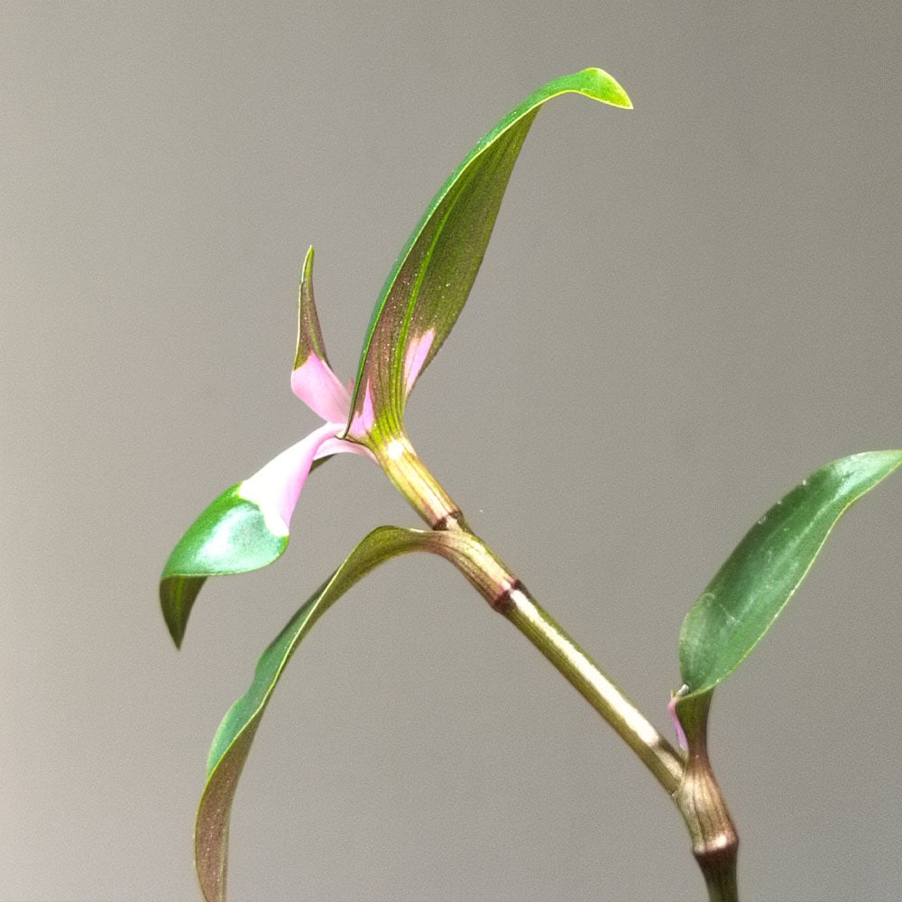 A close-up of the Tradescantia Blushing Bride shows its long green leaves and pink variegated foliage near the stem, set against a plain gray background.